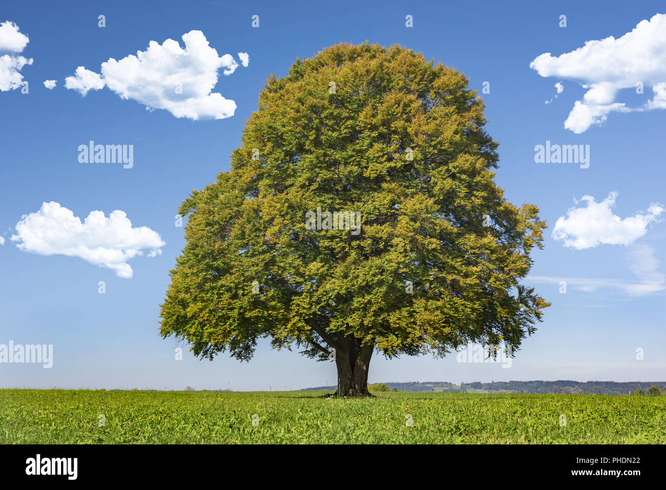 single big beech tree in meadow Stock Photo