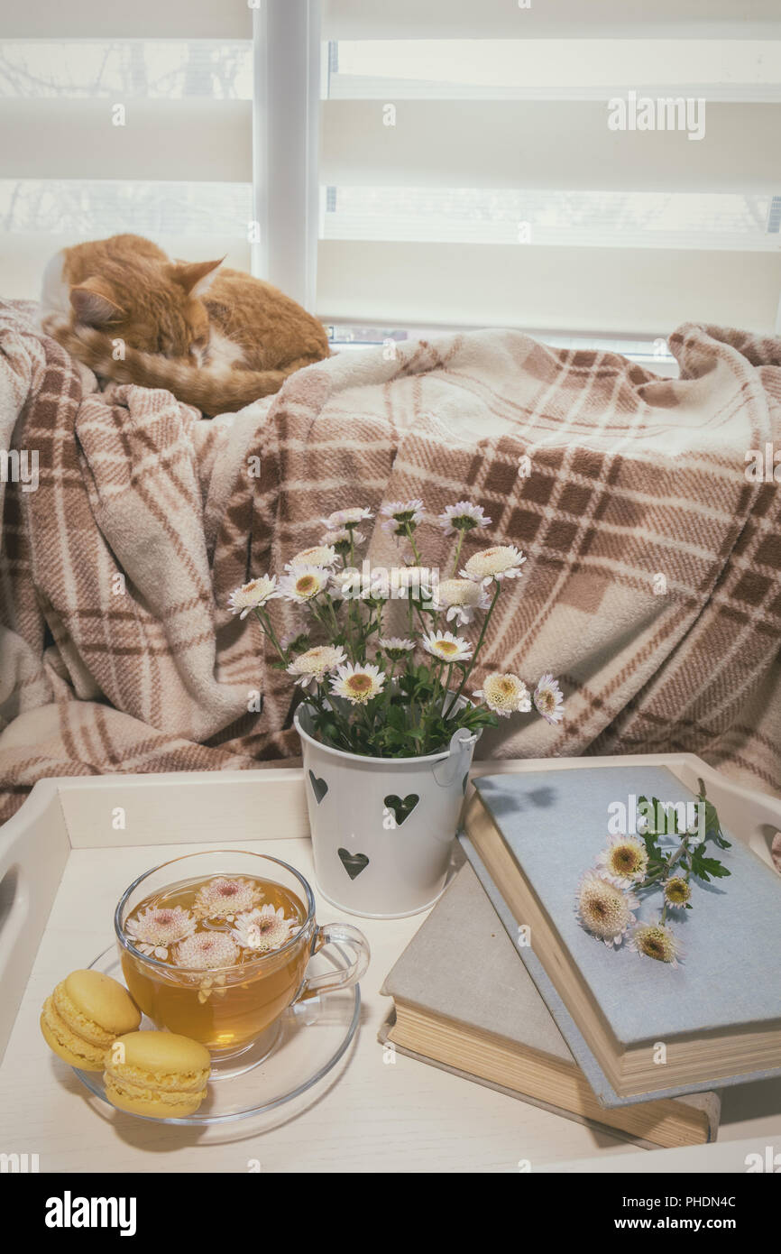 Cat tea house High Resolution Stock Photography and Images - Alamy