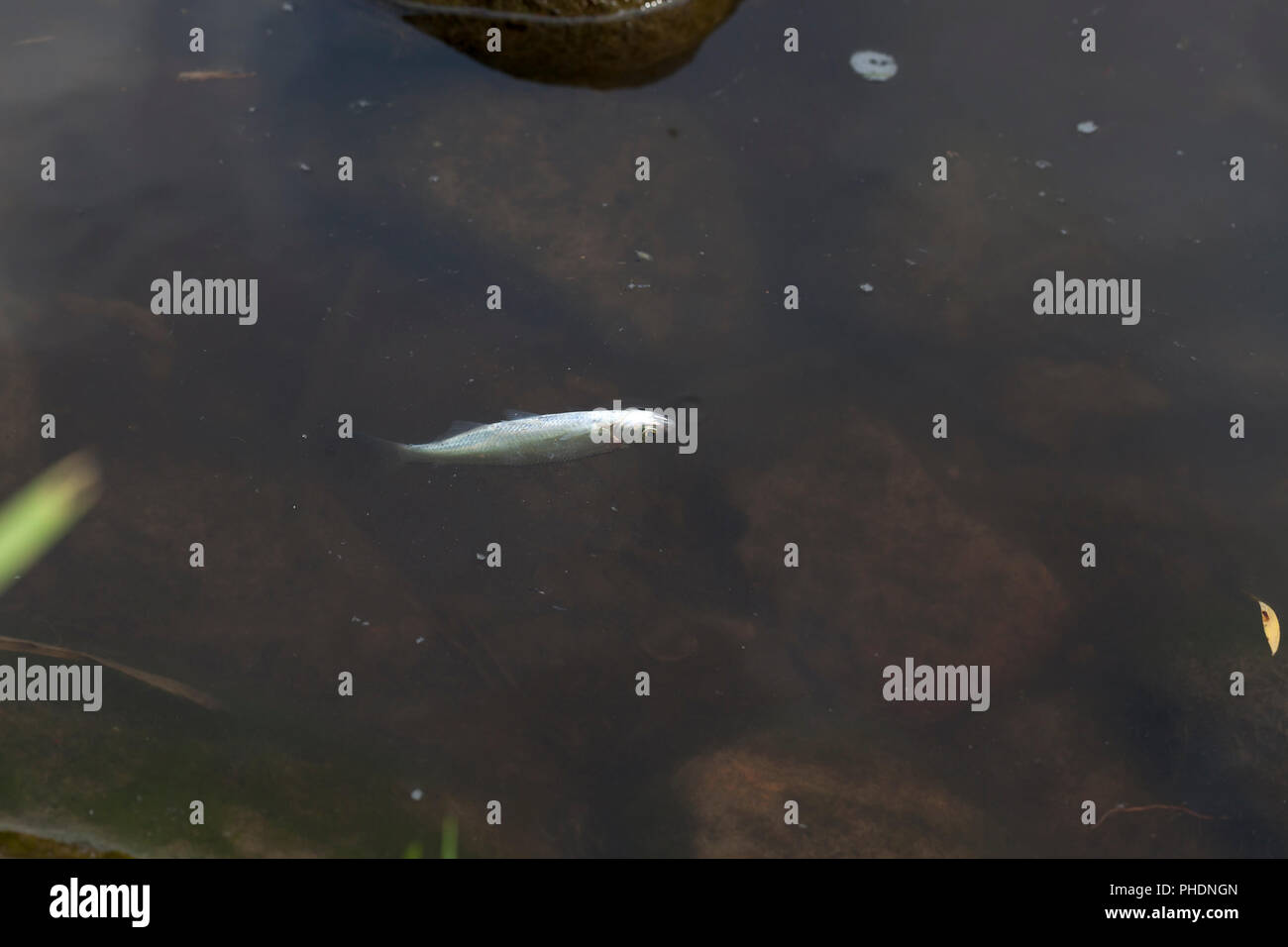 a small dead fish floating in the dirty water, closeup Stock Photo