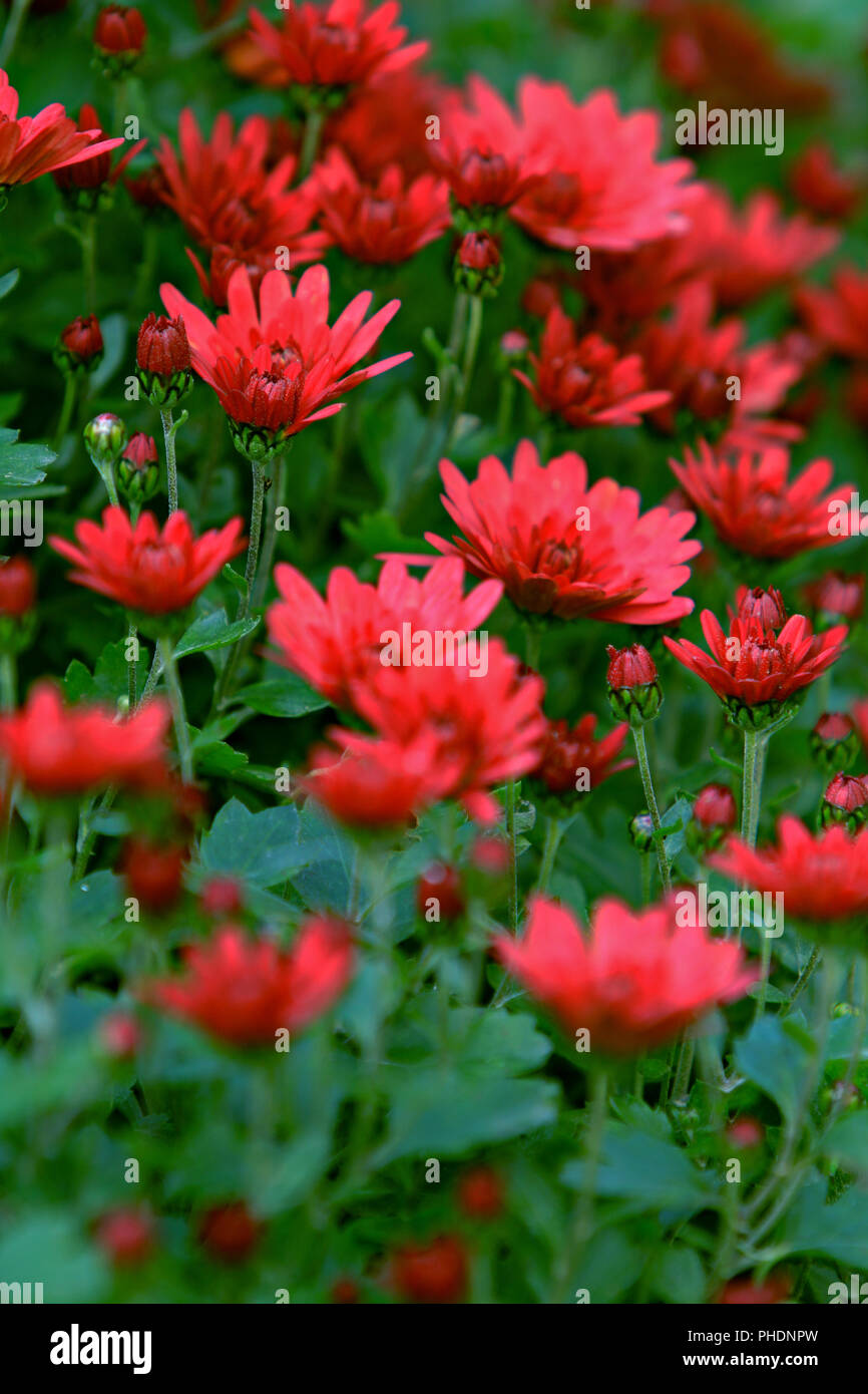 chrysanthemum Stock Photo Alamy