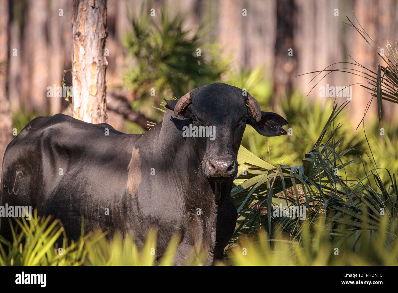 Herd of cattle travel through a marsh in Louisiana Stock Photo