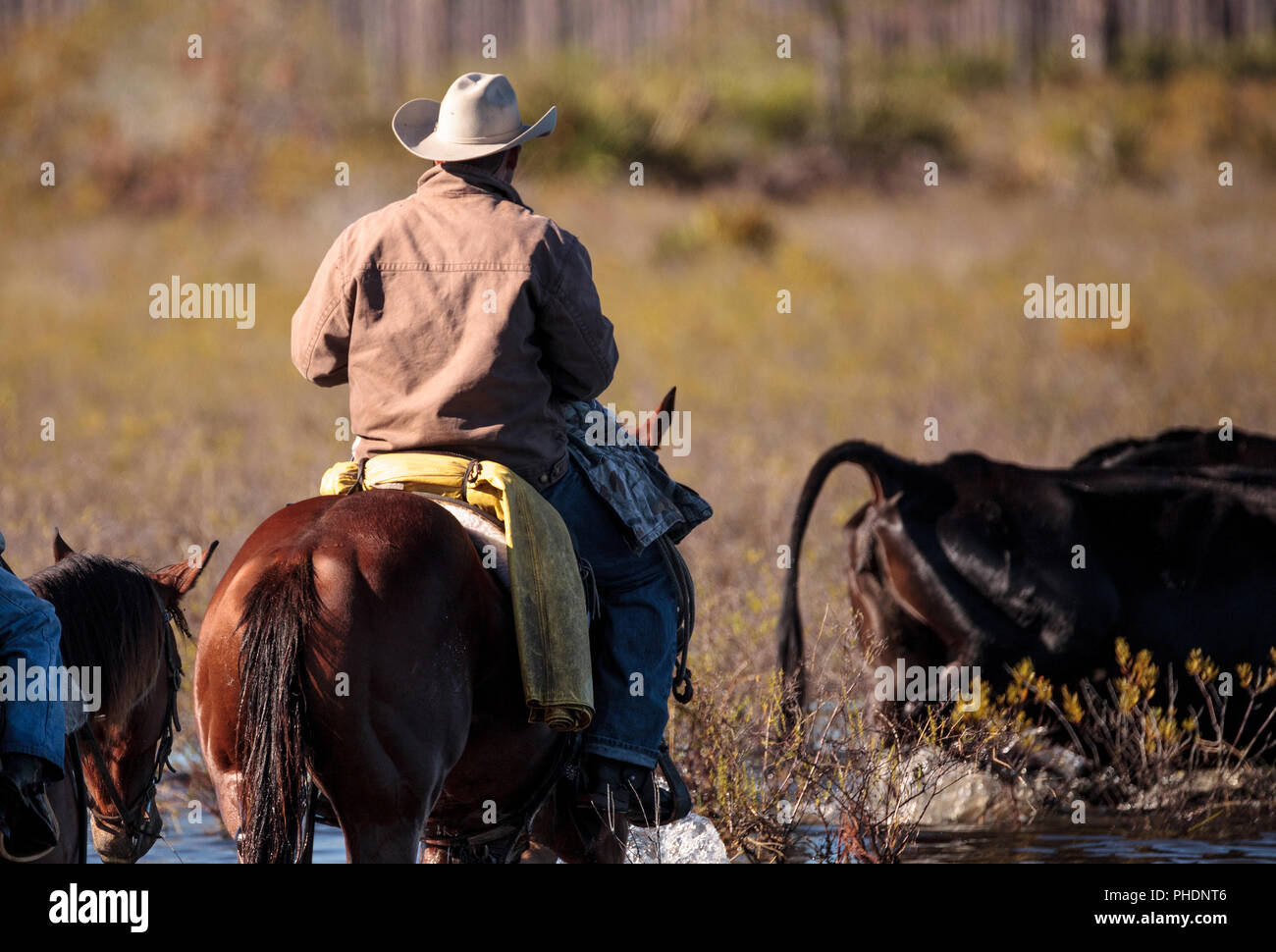 Cowboy herds his cattle through marshland Stock Photo