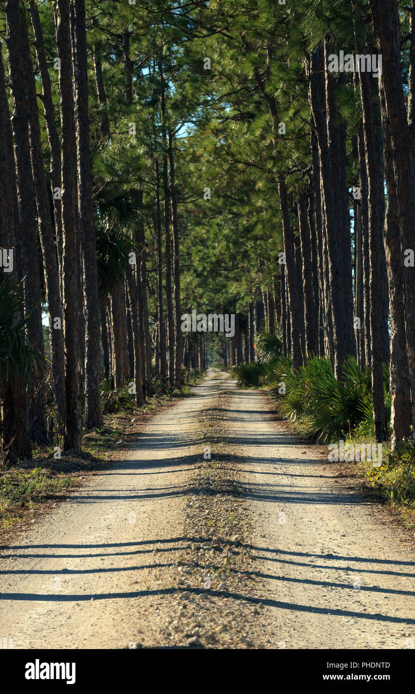 Tree-lined wooded road headed into a marsh Stock Photo