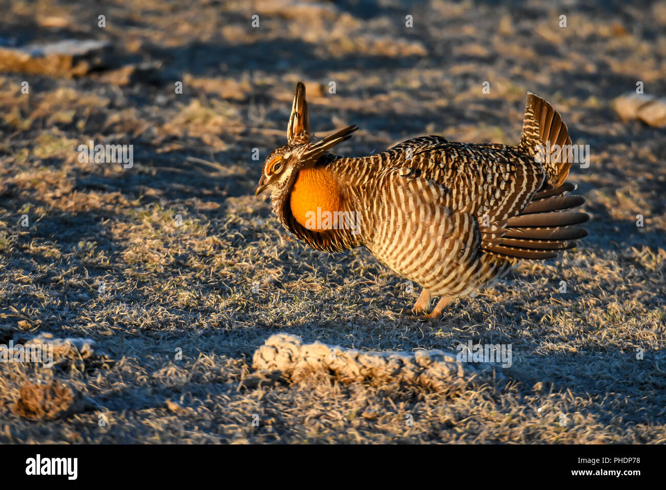 Male Greater Prairie Chicken (Tympanuchus cupido pinnatus) in Nebraska Stock Photo