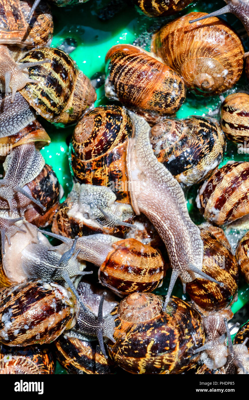 Edible snail escargot Stock Photo Alamy
