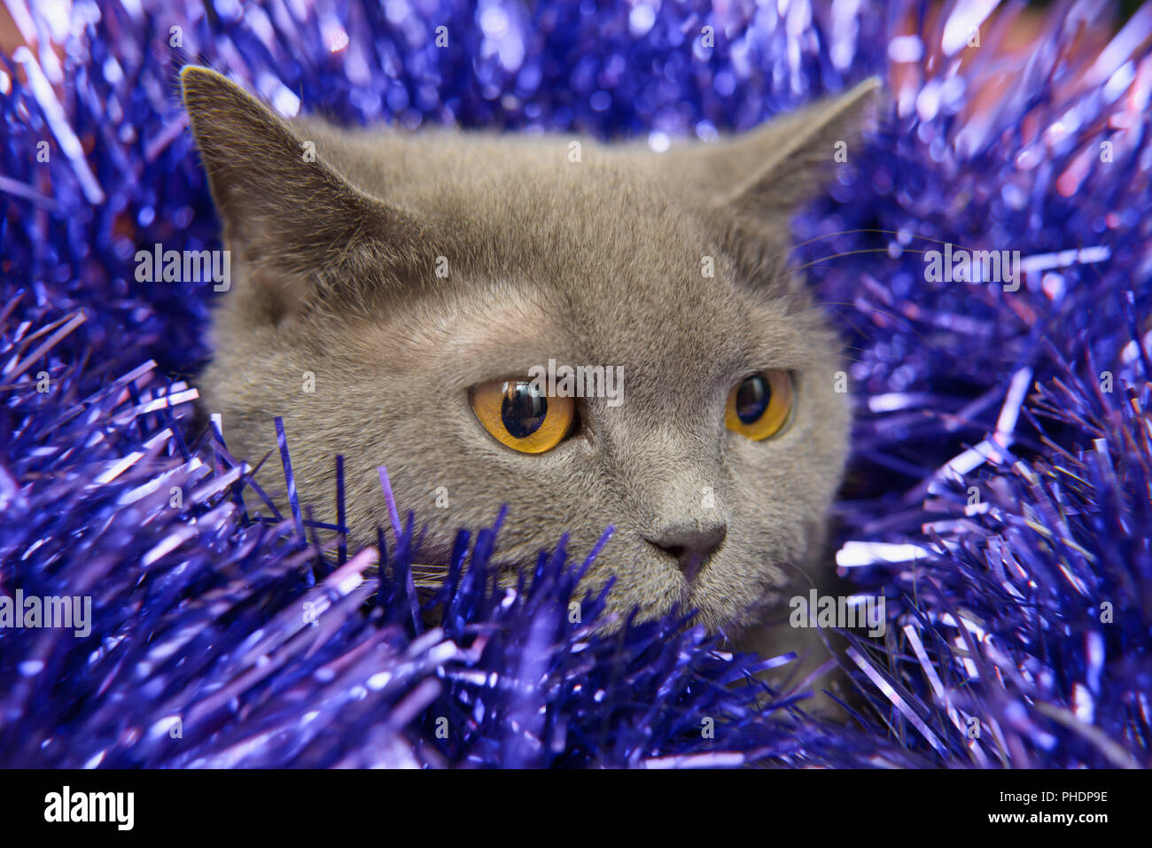 The British cat Christmas Stock Photo