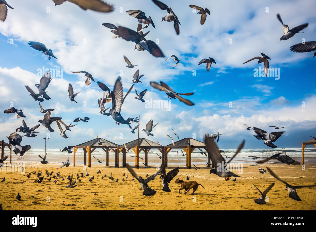 Large flock of pigeons taking off in  fright Stock Photo