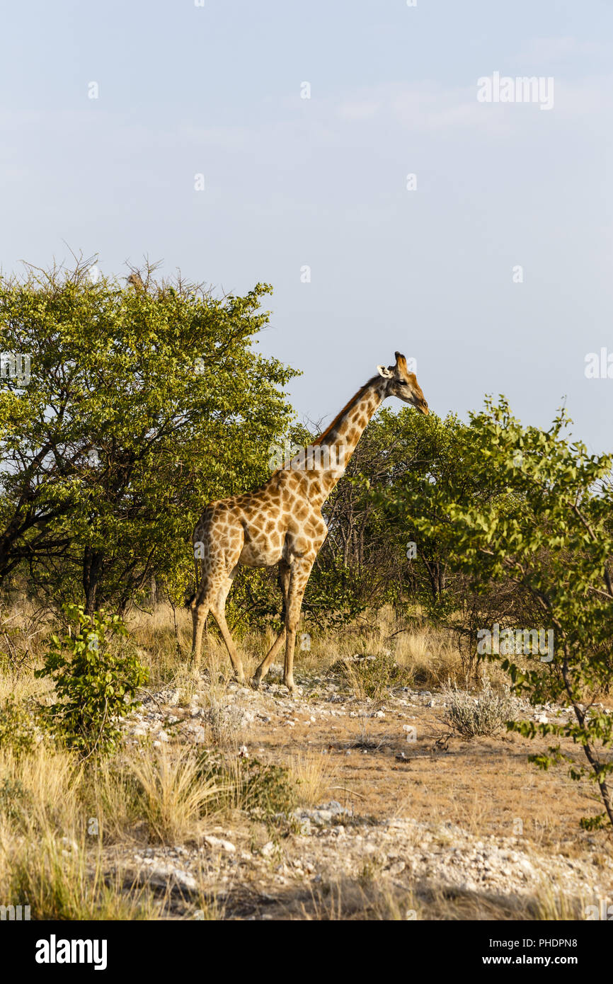 Giraffe, Etosha National Park, Namibia Stock Photo