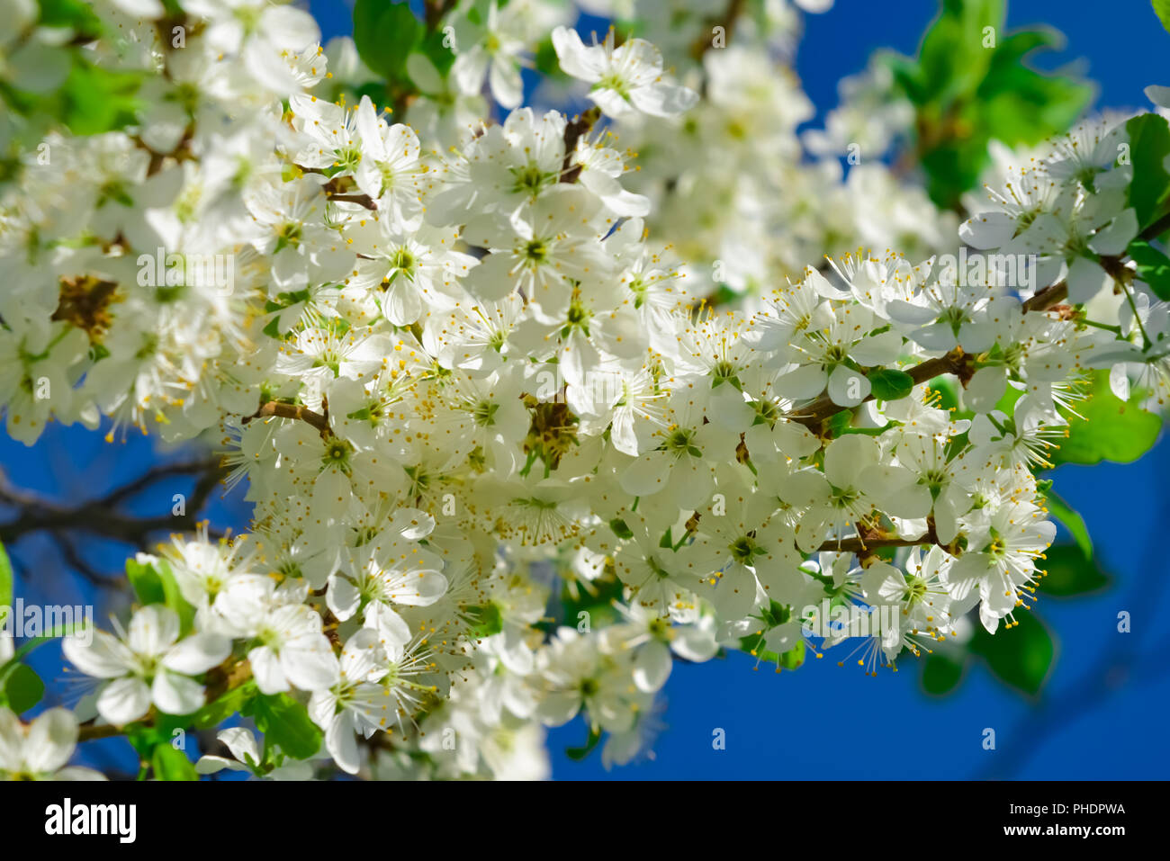 apple tree blossoms spring white Stock Photo