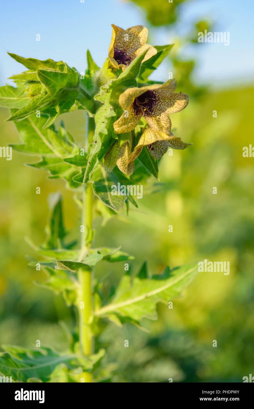 Hyoscyamus toxic plant-narcosis Stock Photo