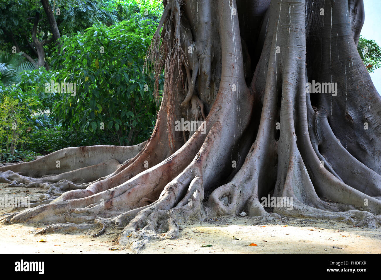 Tribe and roots of Coussapoa dealbata in Maria Luisa Park Stock Photo