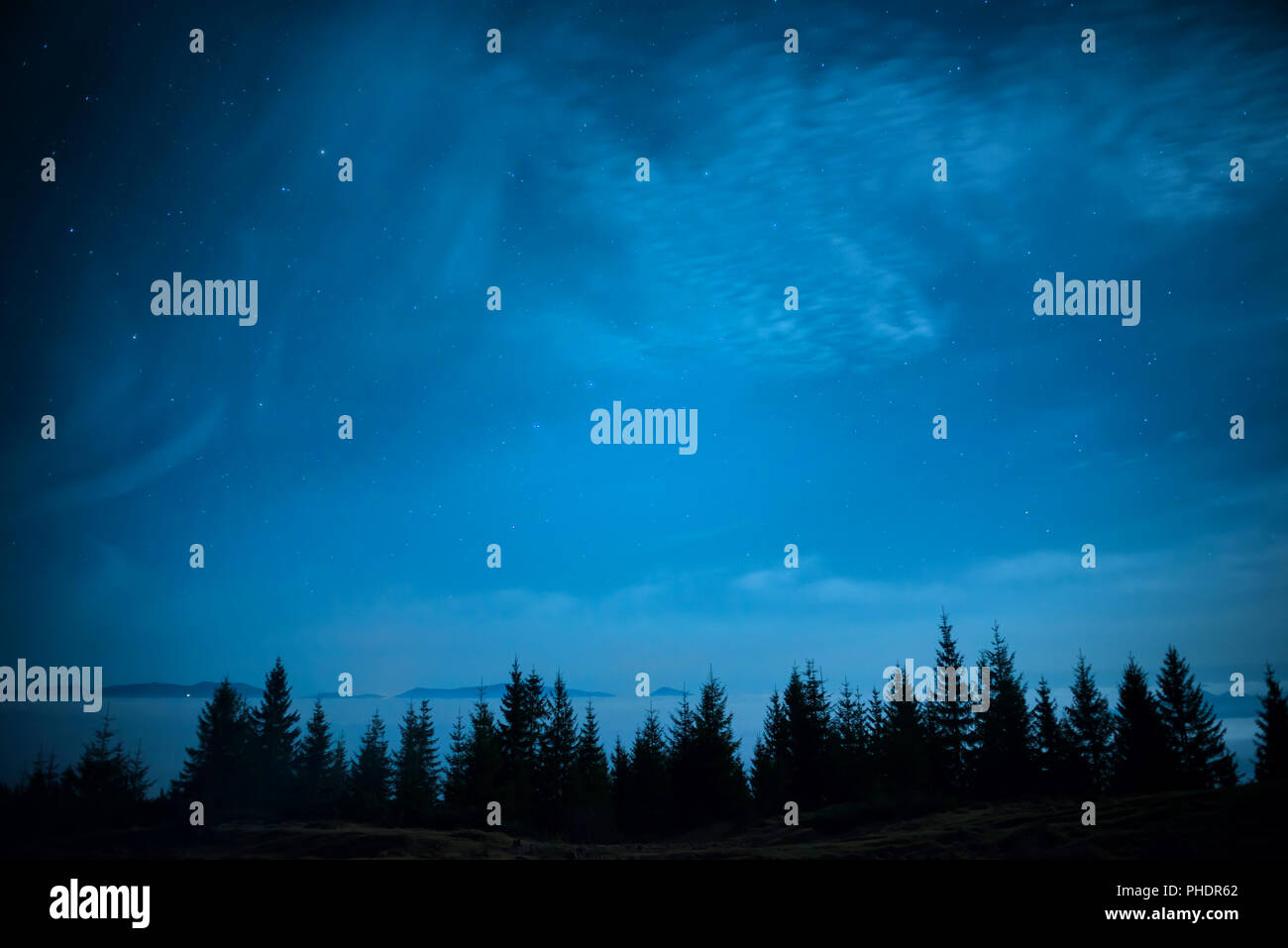 Forest of pine trees under blue dark night sky Stock Photo - Alamy