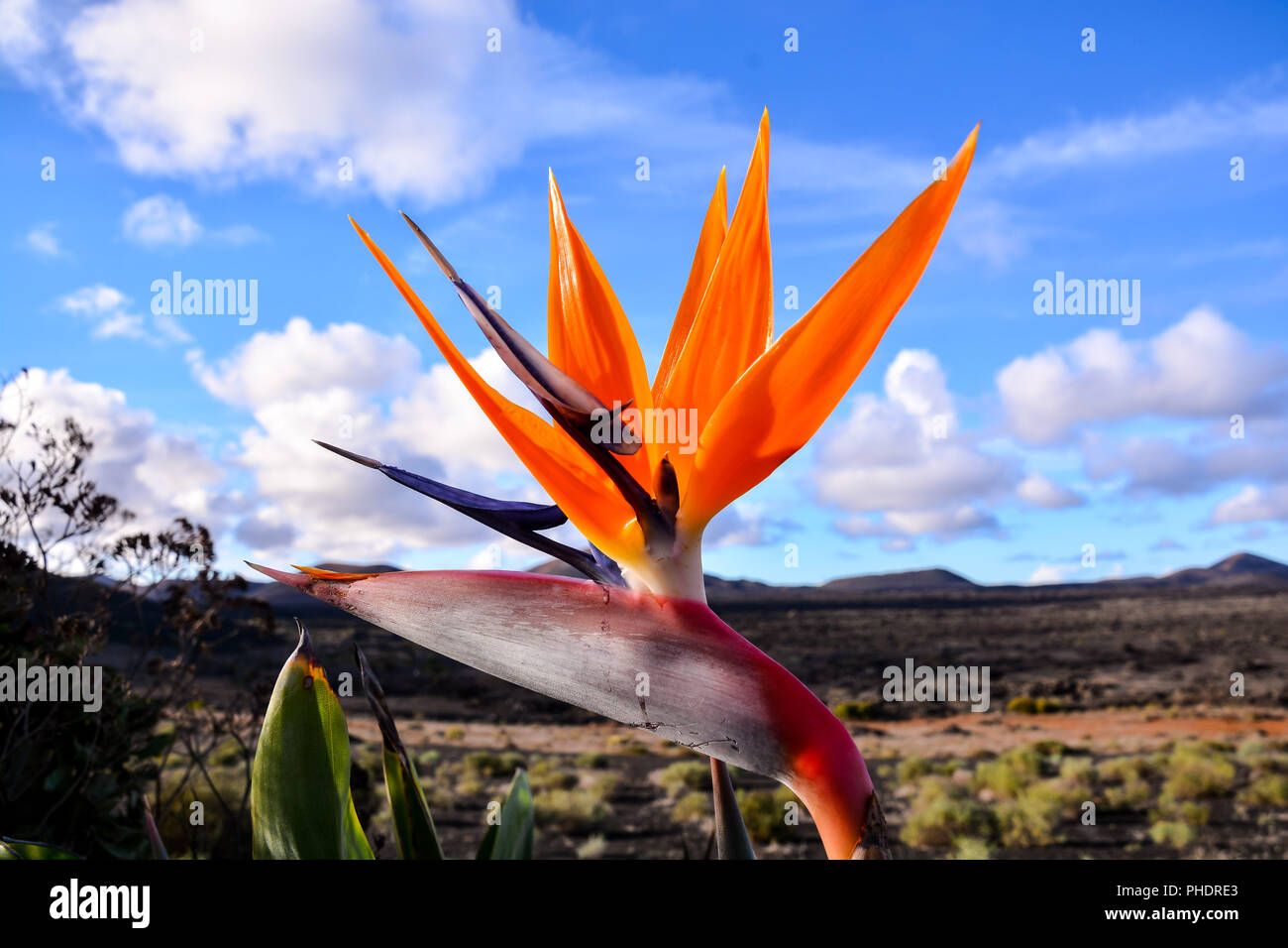 Bird of Paradise Plant in Full Seasonal Bloom Stock Photo - Alamy