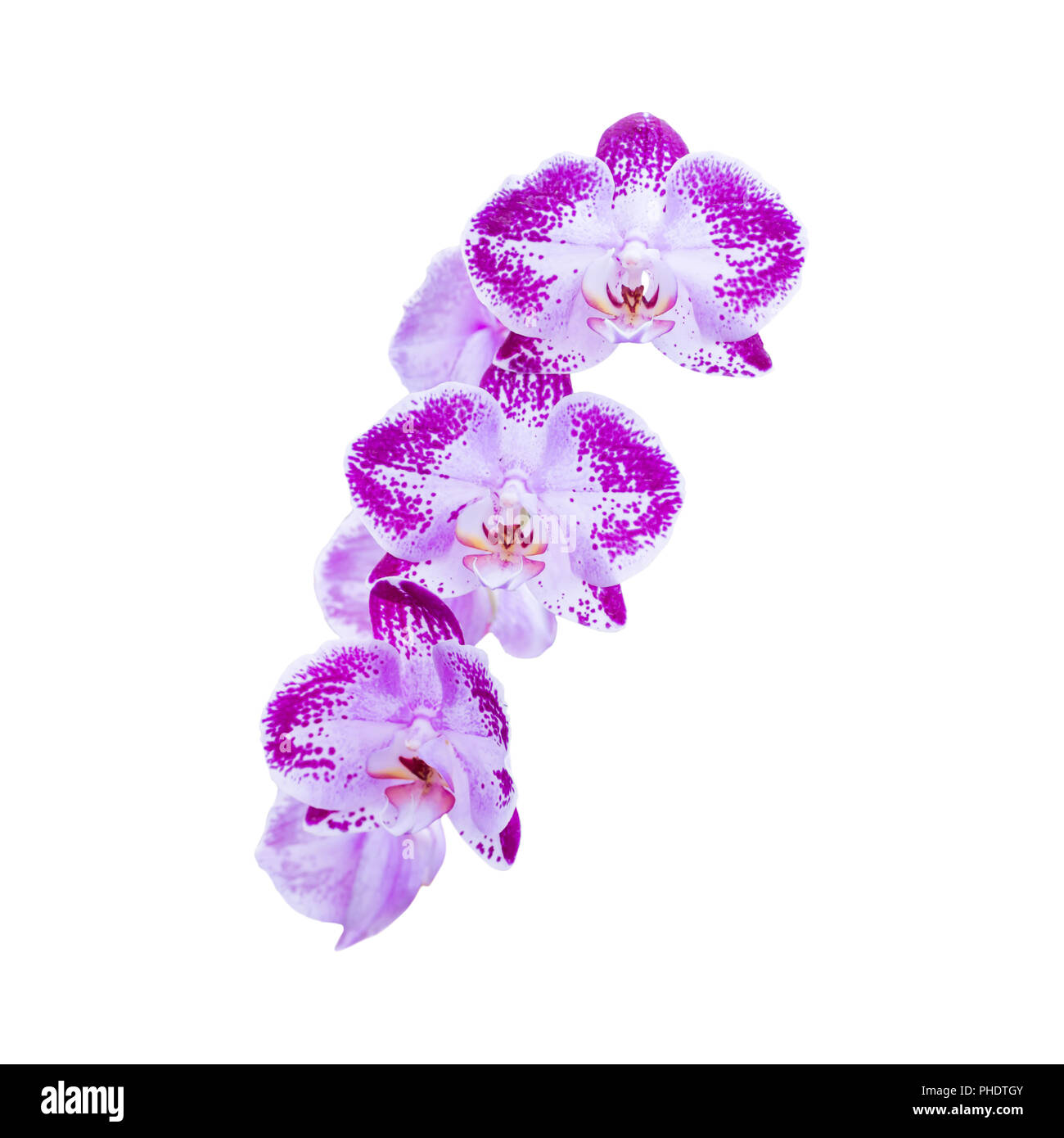 Purple flowers orchids on white Stock Photo