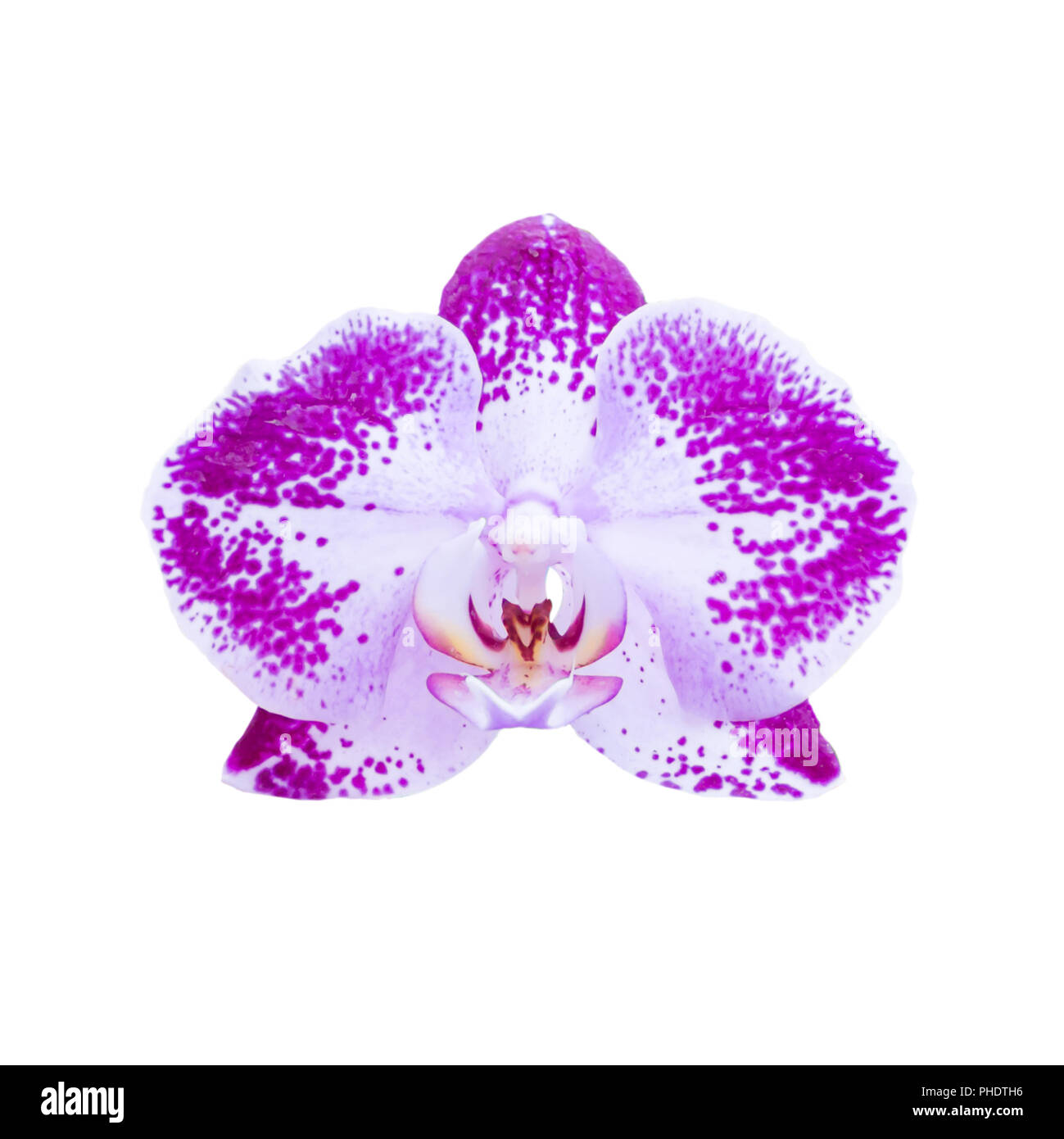 Purple flower orchid on white Stock Photo