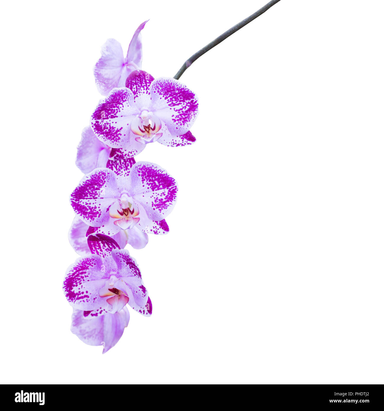 Purple flowers orchids on white Stock Photo