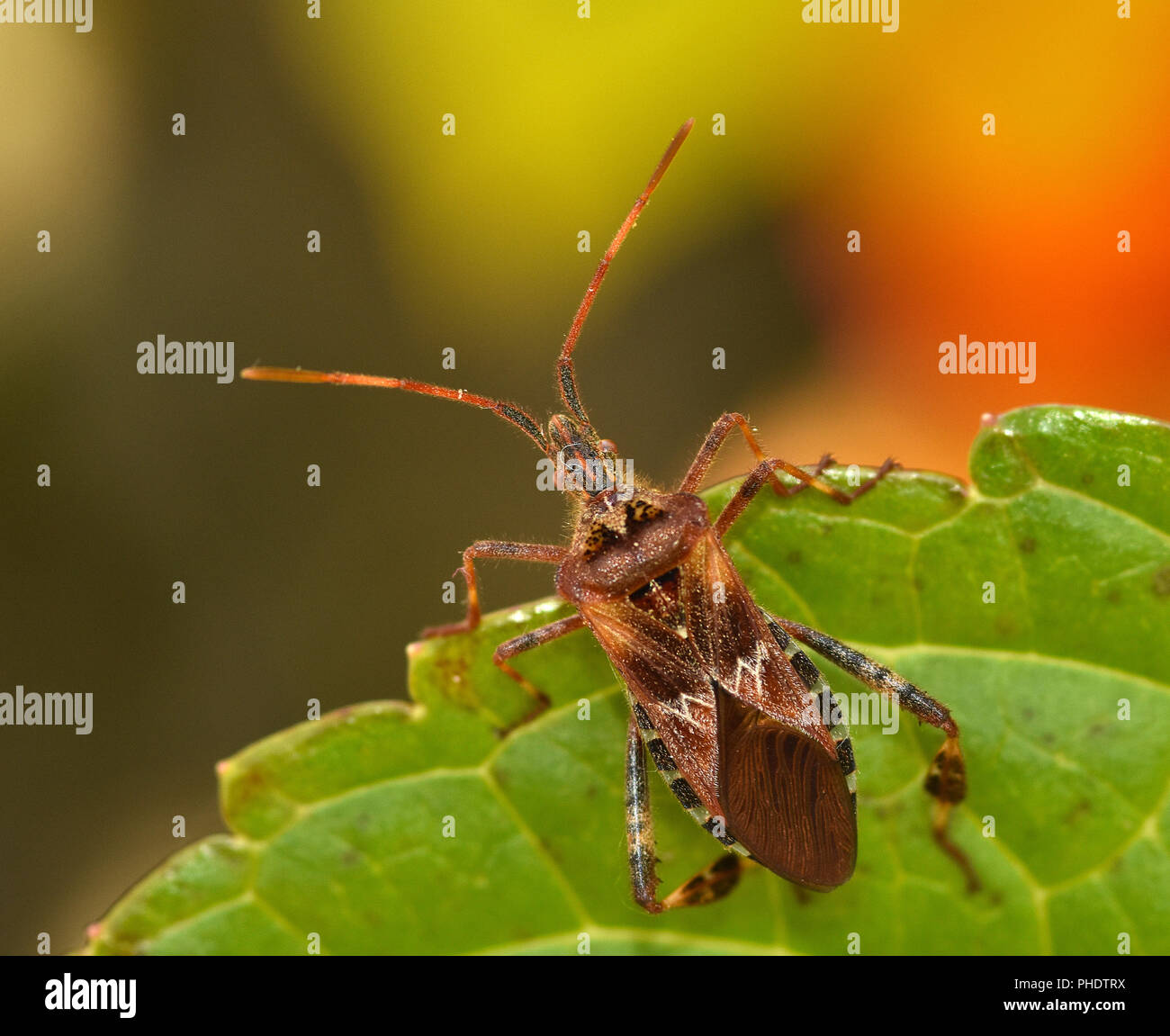 western conifer seed bug; Stock Photo