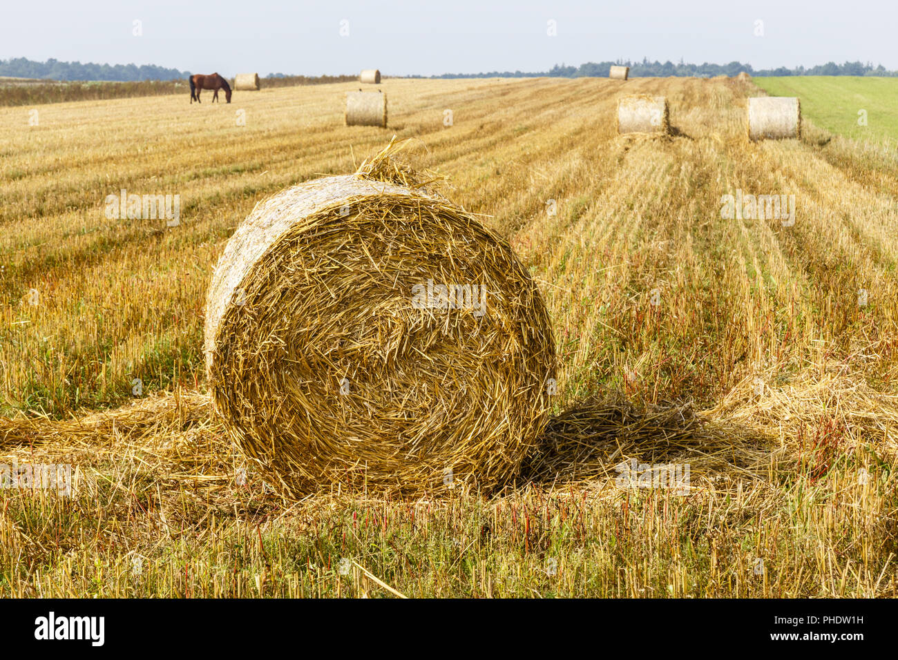 bale of straws on a field Stock Photo