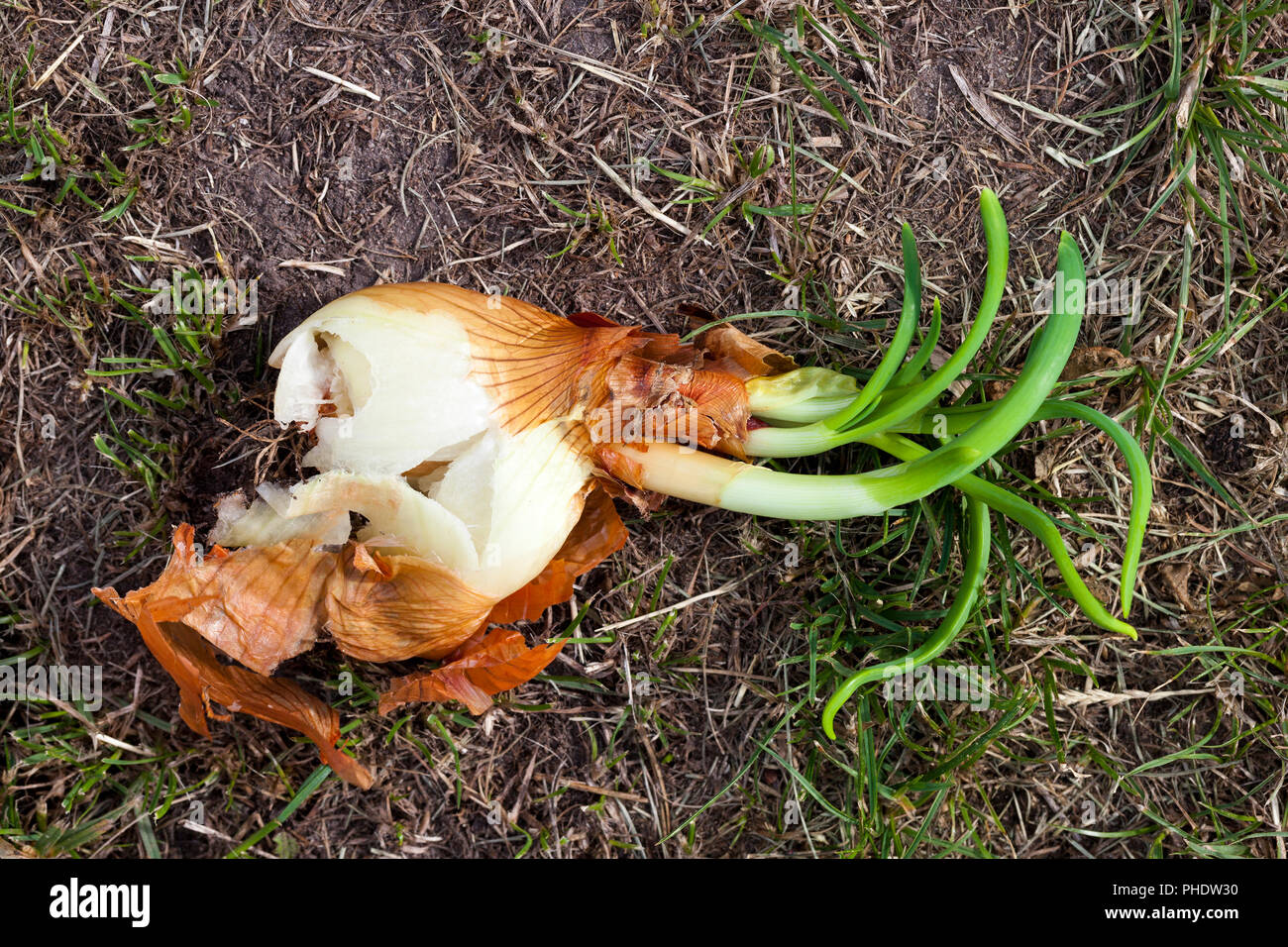 Sprouted orange onion and not planted in soil, closeup Stock Photo