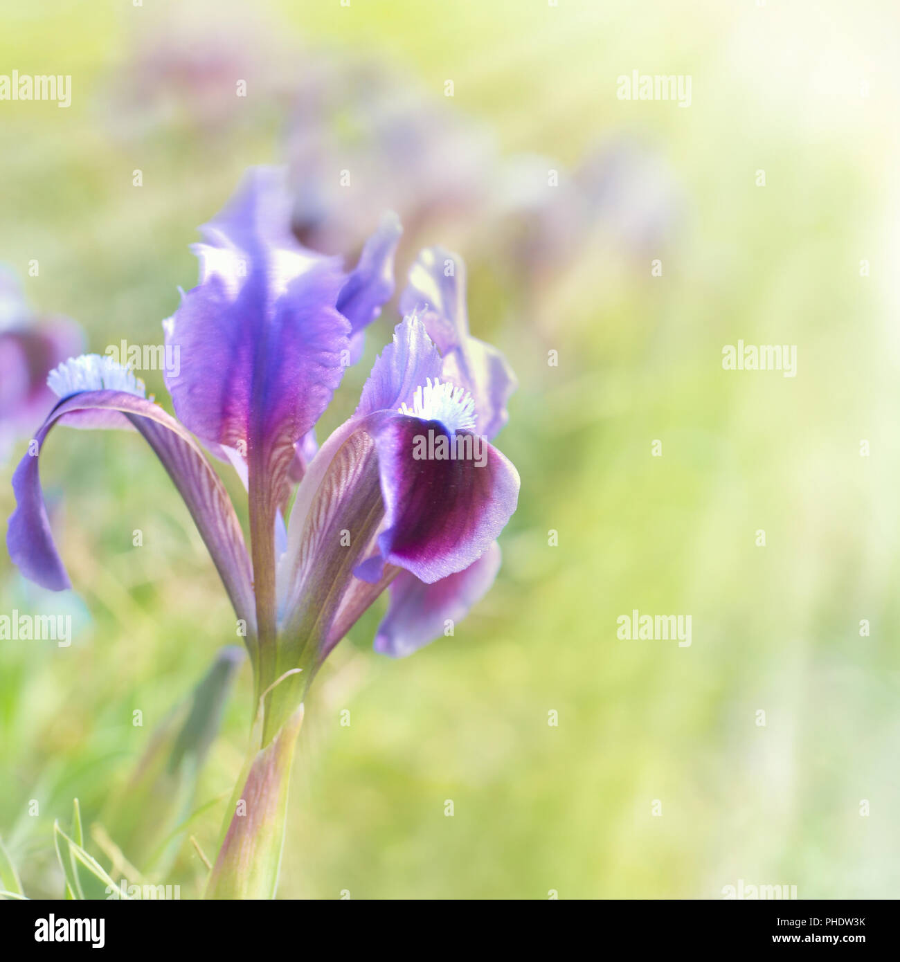 Flower iris on the green lawn Stock Photo
