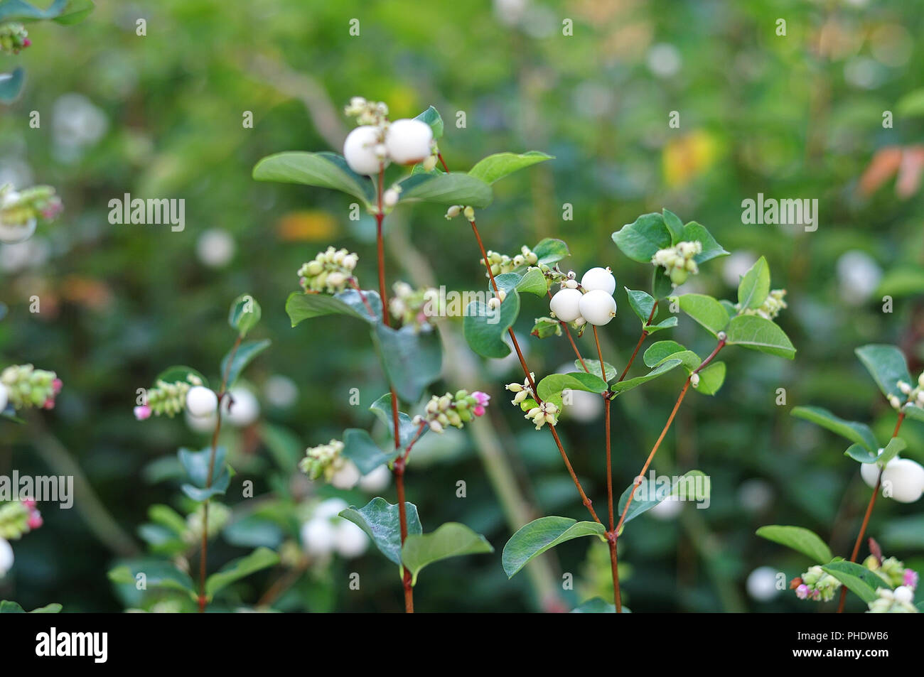 white fruits of a snowberry, symphoricarpos, close-up of a garden hedge Stock Photo