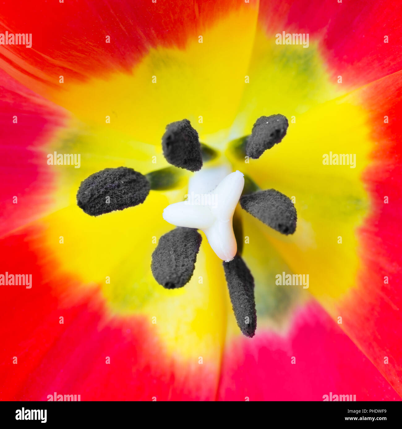 Macro close up shot of red tulip Stock Photo - Alamy