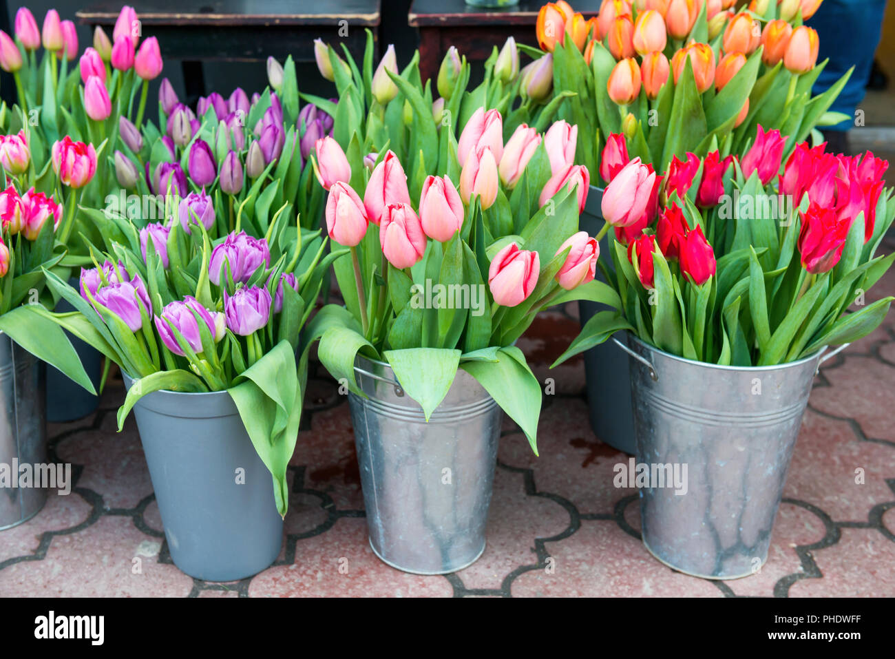 Tulips in the buckets Stock Photo - Alamy