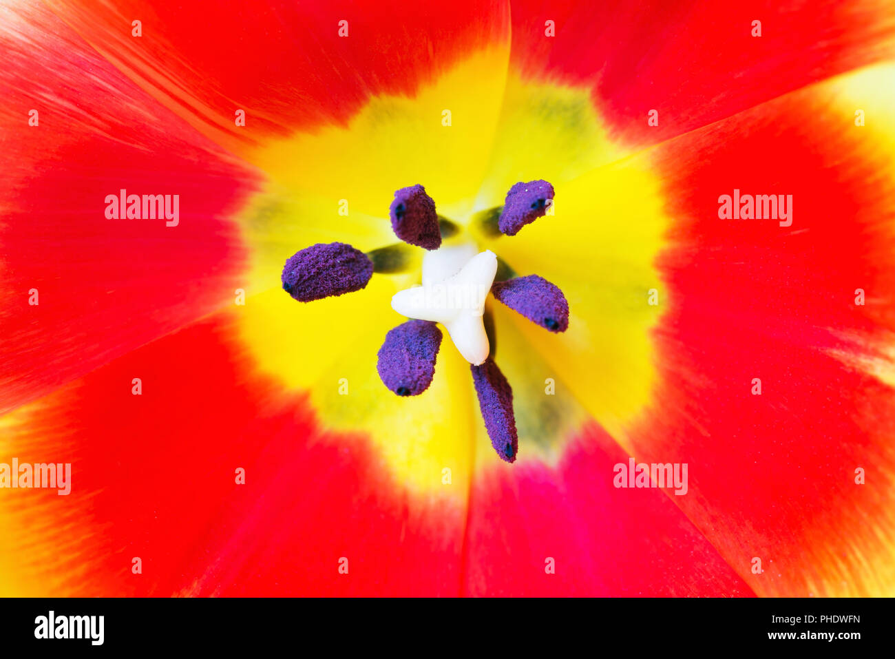 Red tulip up close hi-res stock photography and images - Alamy