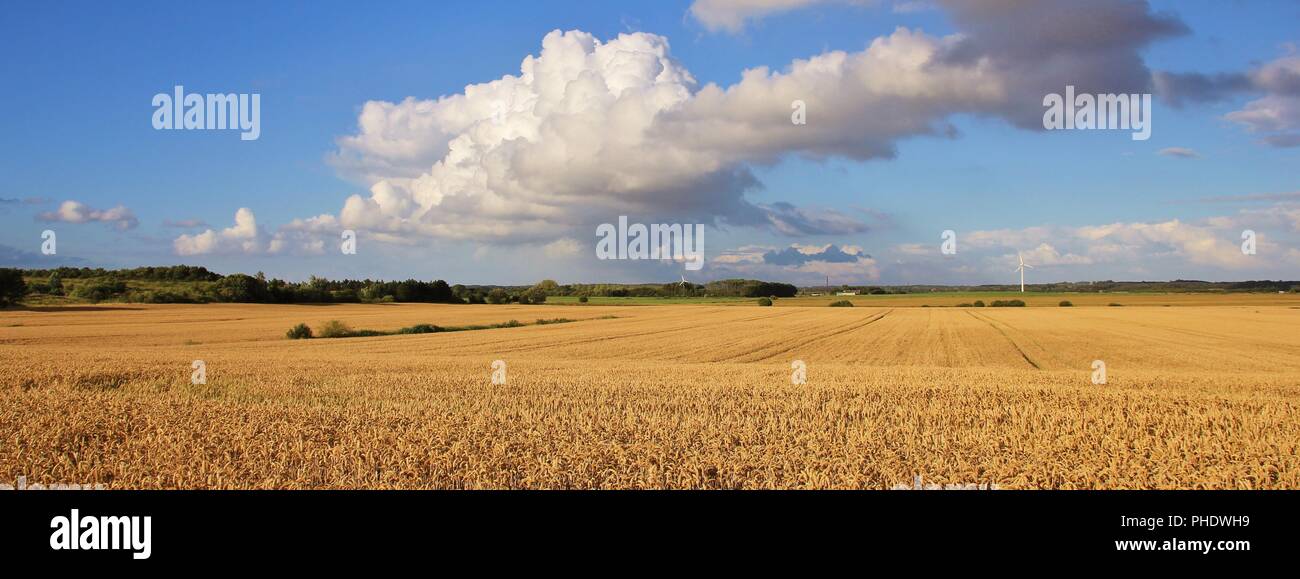 Wheat field in Jyllend, Denmark. Rural summer scene Stock Photo - Alamy