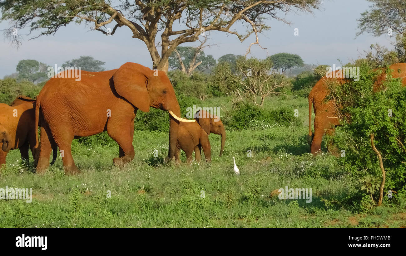 Elephants in Kenya Stock Photo Alamy