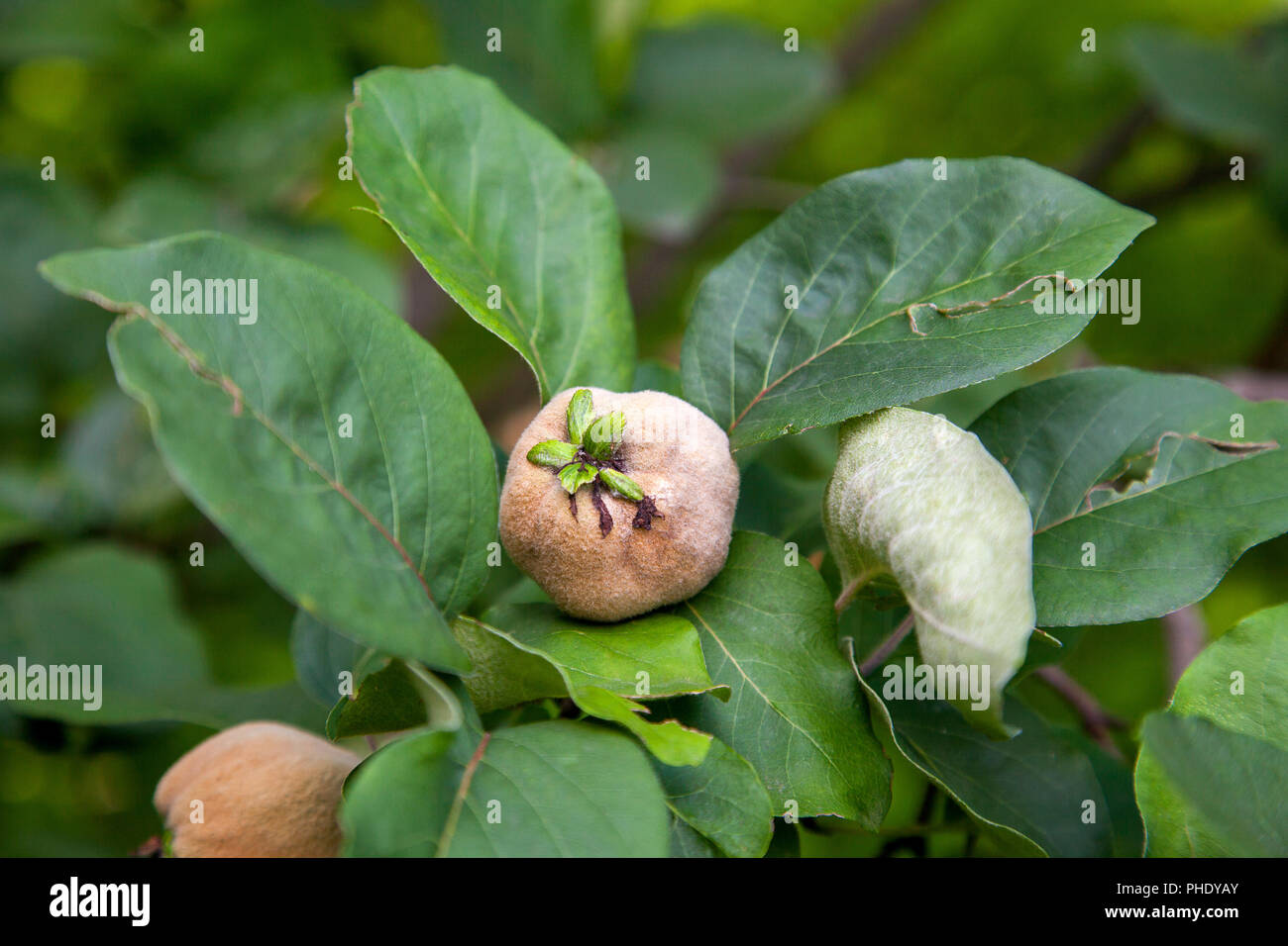 Organic apple quince in the garden. Close up view of apple quince hanging on tree branch with green leaves Stock Photo