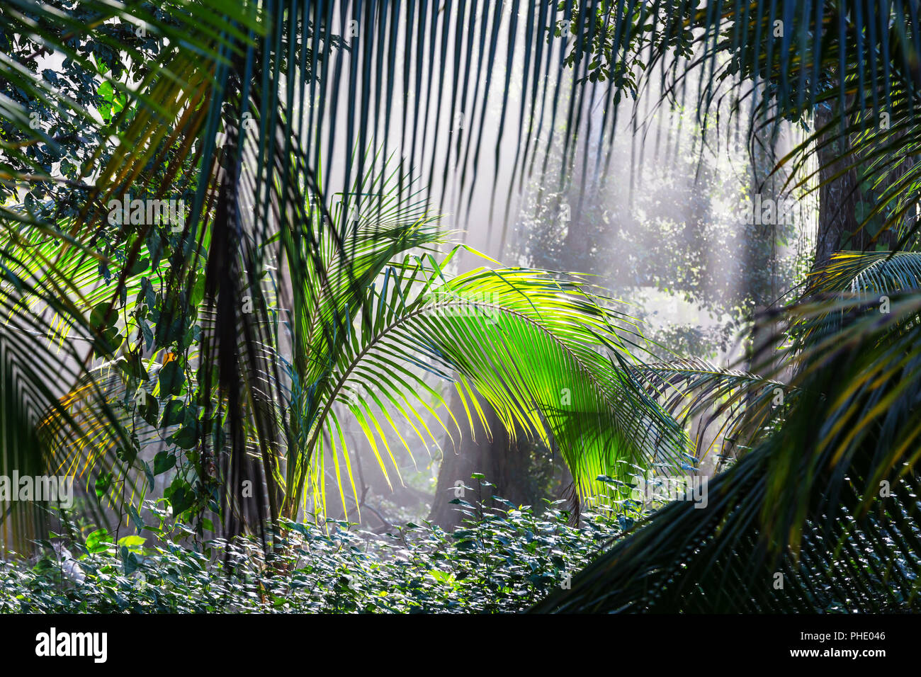 Jungle in Costa Rica Stock Photo Alamy