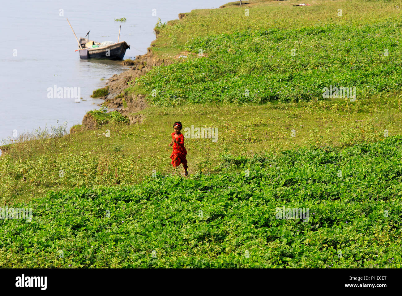 Agricultural field on the bank of Tetulia River. Patuakhali, Bangladesh ...