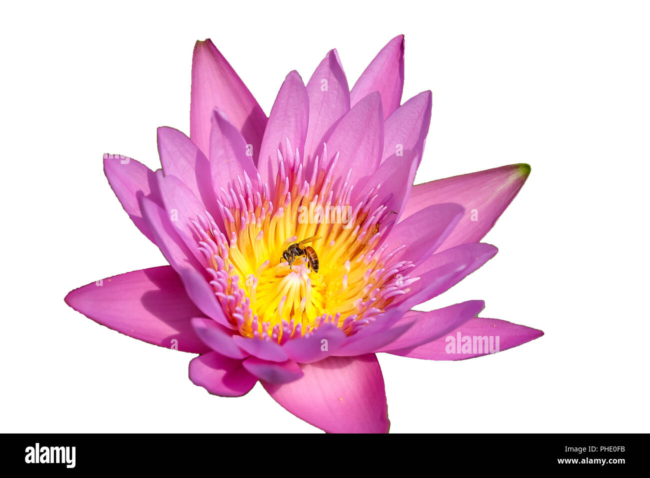 Fresh Pink Waterlily Flower Isolated On White Background Close Focus Of Beautiful Pink Water Lily Flowers Isolated Is Blooming With Copy Space Stock Photo Alamy