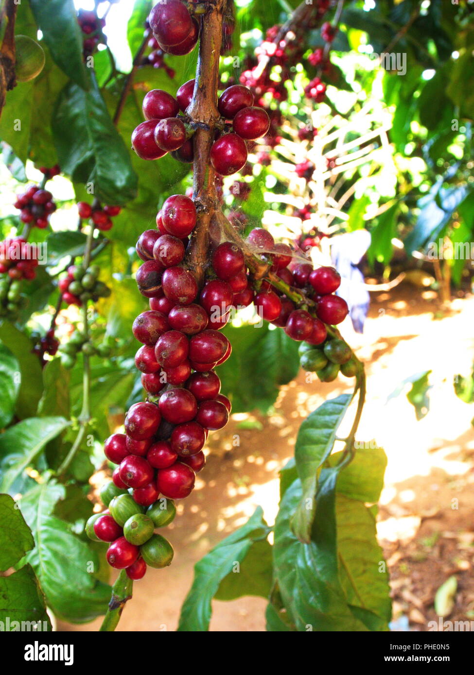 Closeup Coffee Tree in Coffee Farm Village Harvest House.Travel in Dalat City, Vietnam in 2012. 5th December. Stock Photo