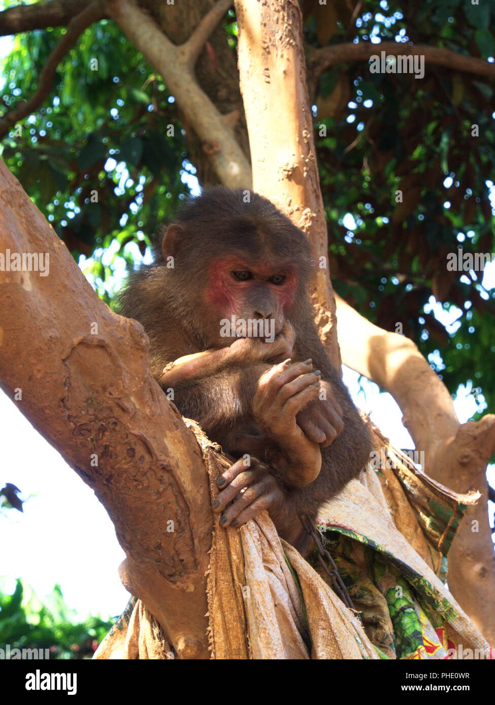 Monkey was eating a coffee seed in  Coffee Farm Village Harvest House.Travel in Dalat City, Vietnam in 2012. 5th December. Stock Photo