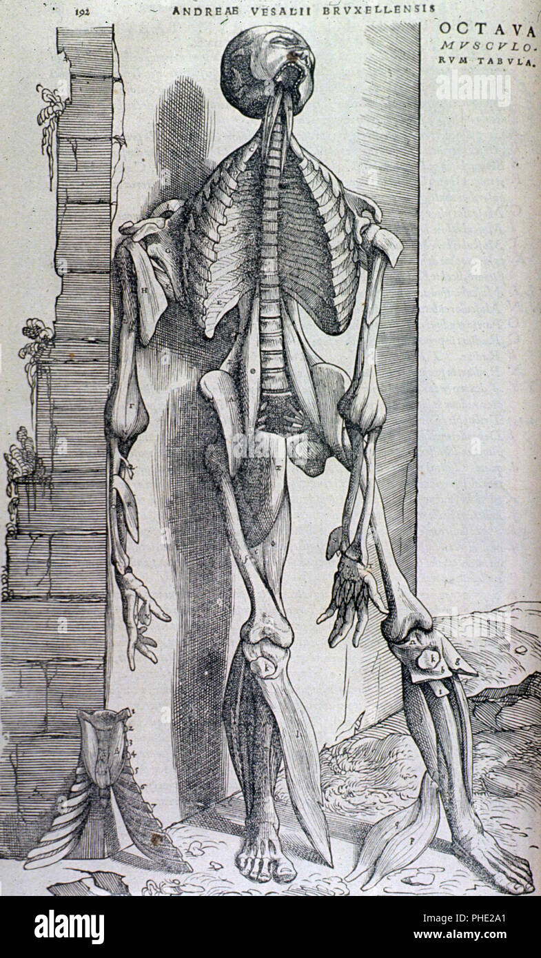Full length, front view, body leaning against stone wall. Muscles of face, neck, arms and legs exposed. Chest cavity open revealing rib cage and vertebrae. Stock Photo