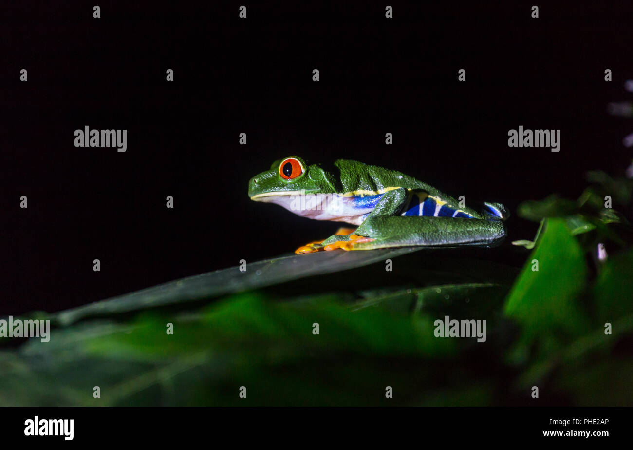 Frog in Costa Rica Stock Photo Alamy