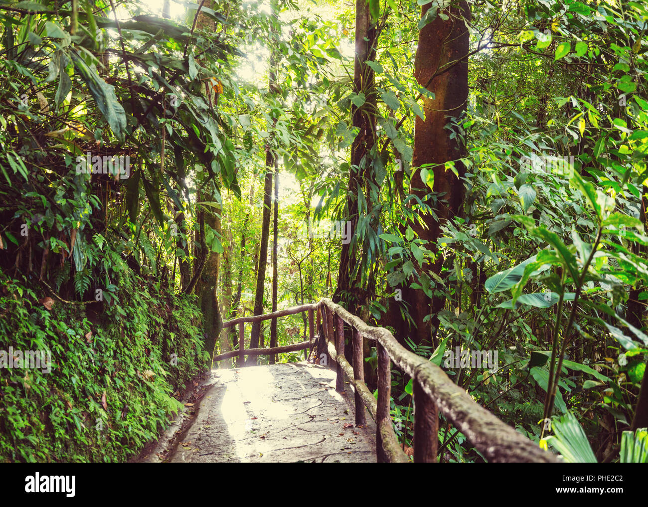 Tropical fern amazon rainforest brazil hires stock photography and