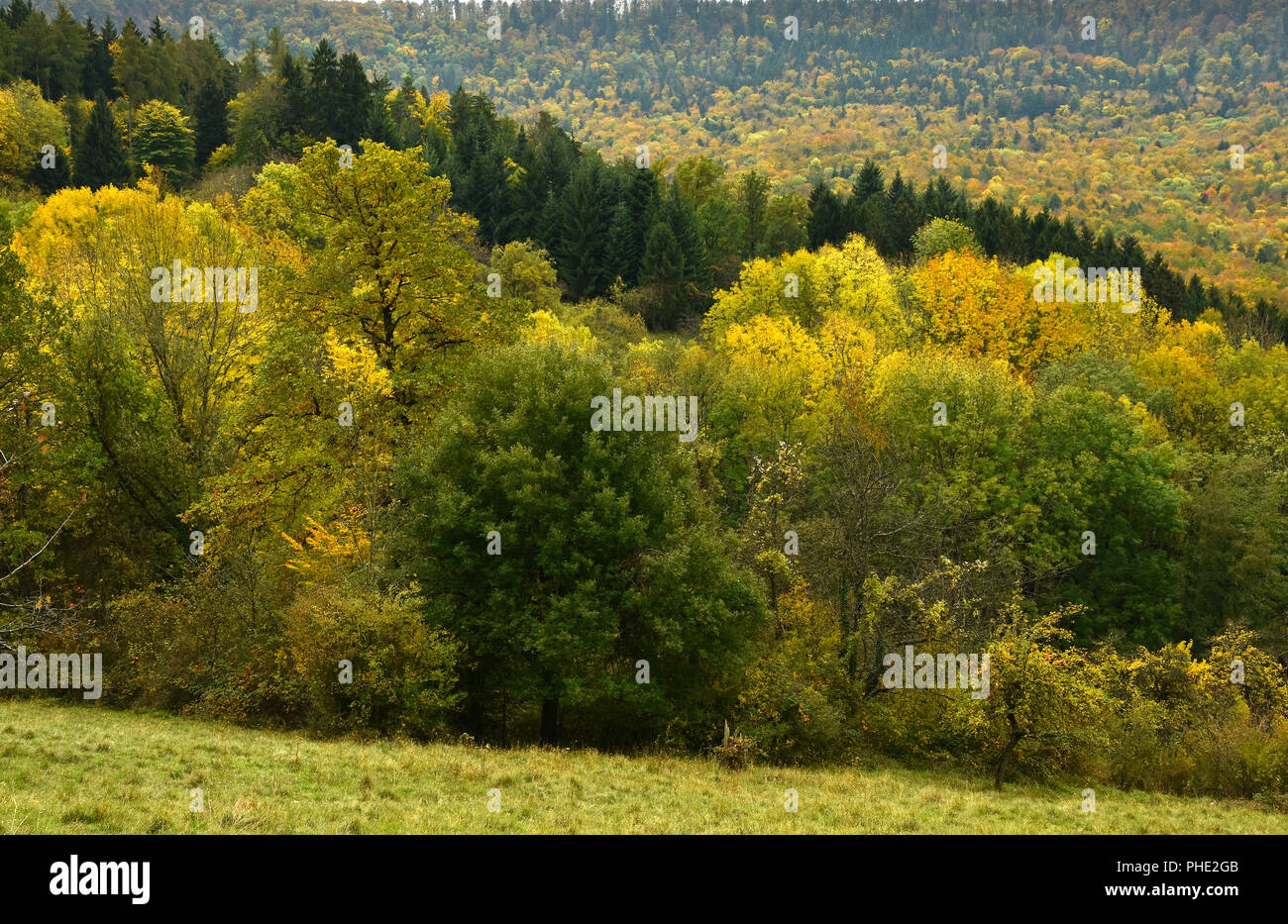 Mixed Deciduous Forest High Resolution Stock Photography And Images Alamy