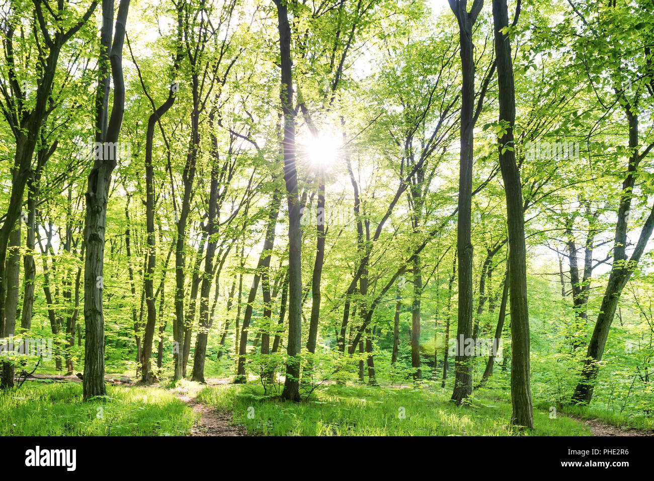 Morning in sunny forest Stock Photo - Alamy