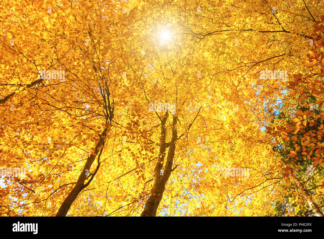 Autumn in the forest Stock Photo - Alamy