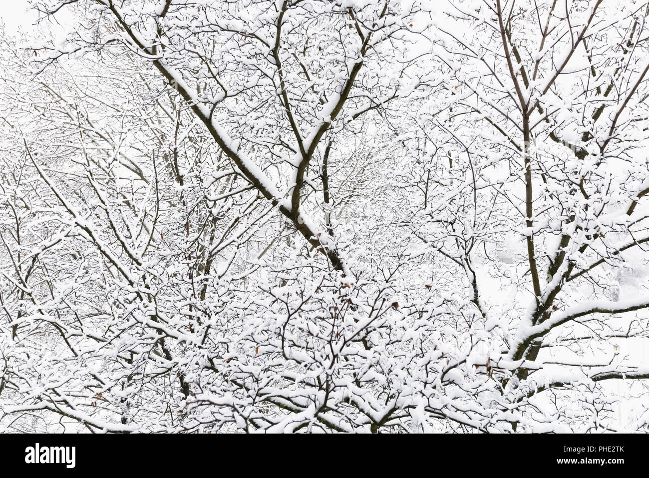 trees after freezing rain Stock Photo Alamy