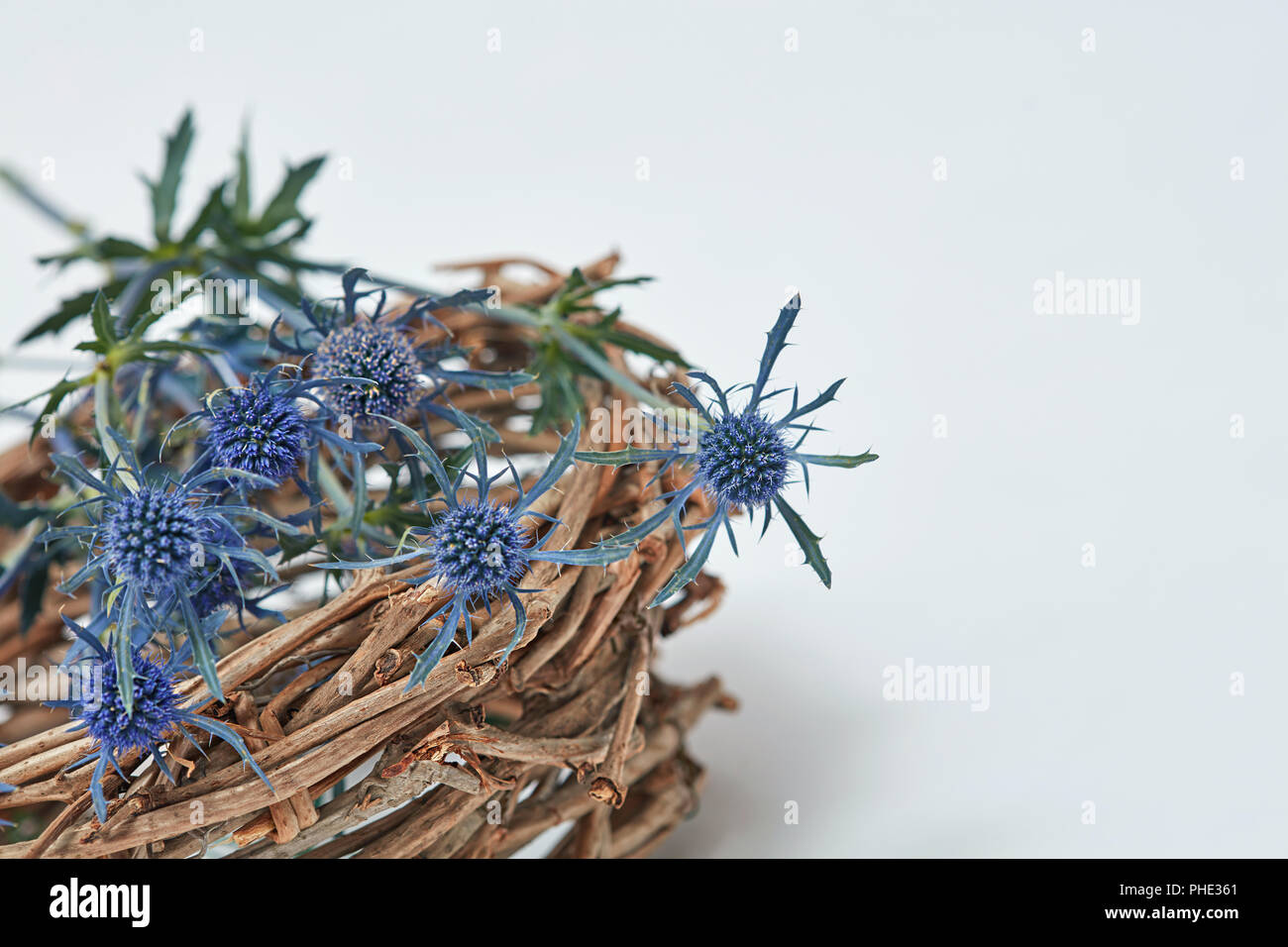 Blue flowers eryngium in a nest of branches Stock Photo