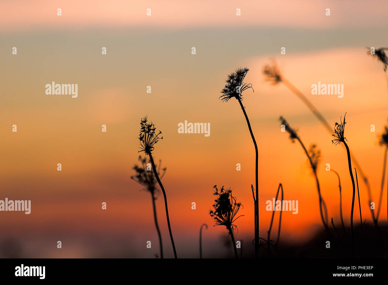 Dried dead weeds silhouetted against a sunset. Stock Photo