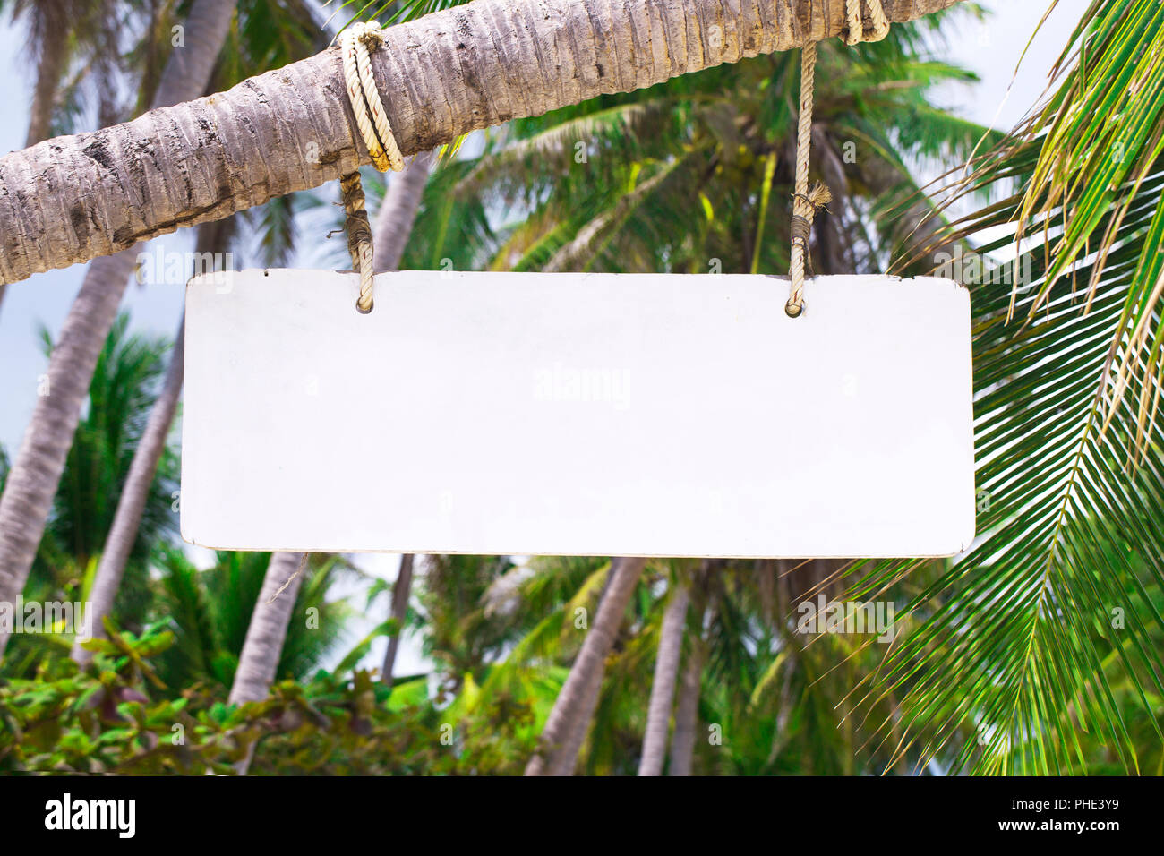 Wooden signboard on a palm tree at the beach bar Stock Photo - Alamy