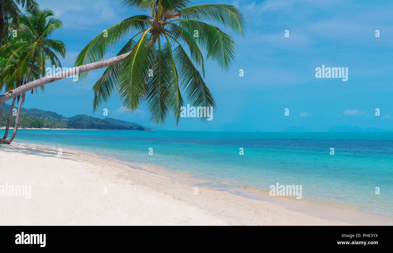 Bent palm tree on the pristine beach of a tropical island Stock Photo