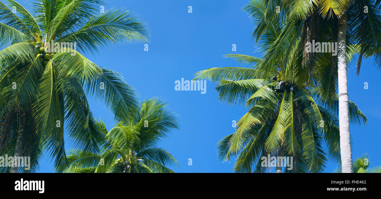 The tops of palm trees on a clear blue sky Stock Photo Alamy