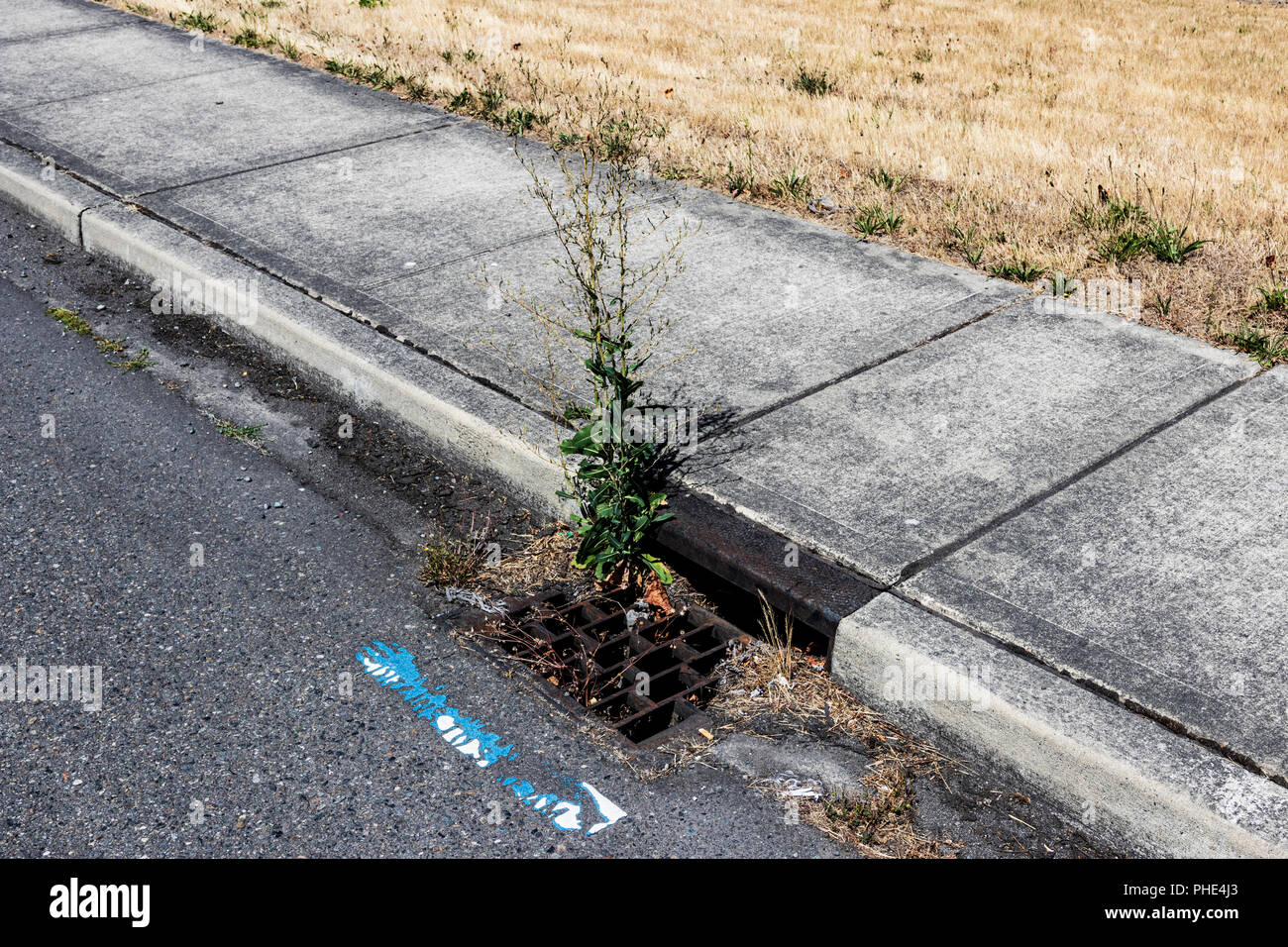 Curbside storm drain clogged with debris and a growing plant Stock Photo