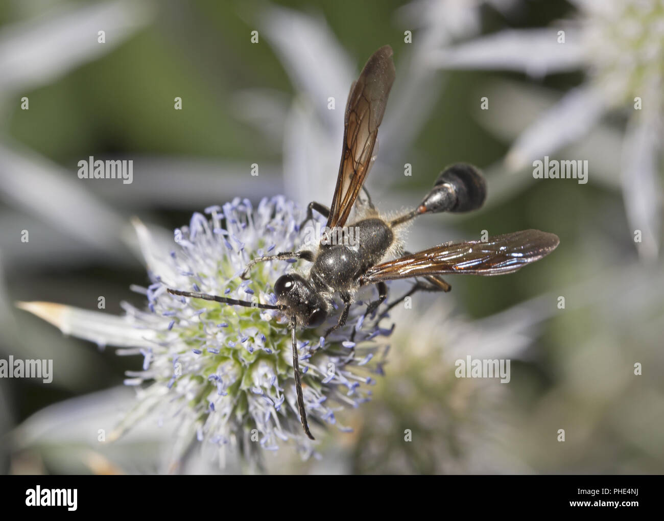 Grass-carrying wasp Isodontia mexicana Stock Photo